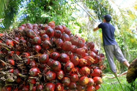 Pemerintah Cabut Izin Usaha 4 Perusahaan Sawit di Sulteng