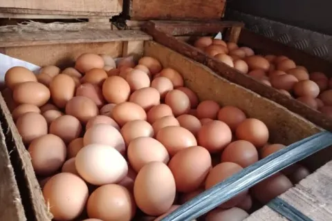 Harga Telur di Morowali Mulai Naik