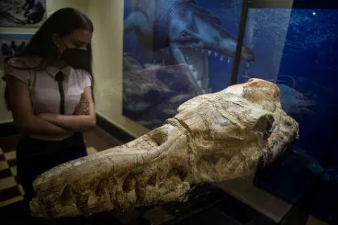 Penampakan Fosil Paus Berusia 36 Juta Tahun yang Ditemukan di Gurun Peru