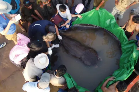 Ikan Air Tawar Terbesar Sedunia Ditemukan di Kamboja