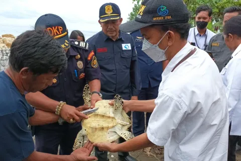 Kampanye Edukasi Lingkungan, SDC Morowali Lepas Penyu Sisik di Pantai Bahomohoni
