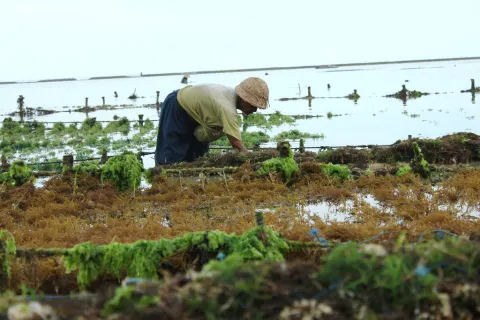 Nestapa Petani Rumput Laut di Morowali, Dipaksa Dua Kali Merugi
