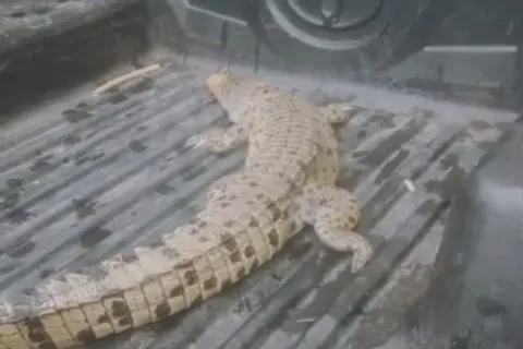 Geger, Warga di Morowali Tangkap Buaya Berukuran 1 Meter