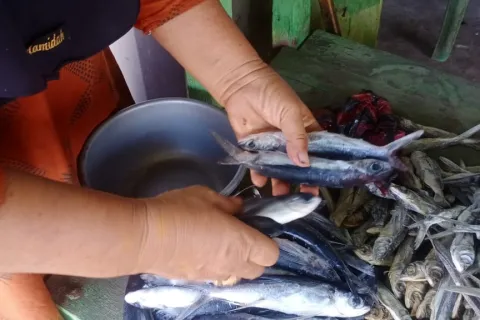 Unsulbar dan Politeknik Palu Kolaborasi Penelitian, Temukan Ikan Terbang Asap Majene Belum Penuhi Standar